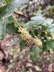 Ribes canthariforme