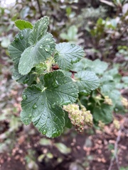 Ribes canthariforme