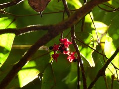 Brackenridgea australiana