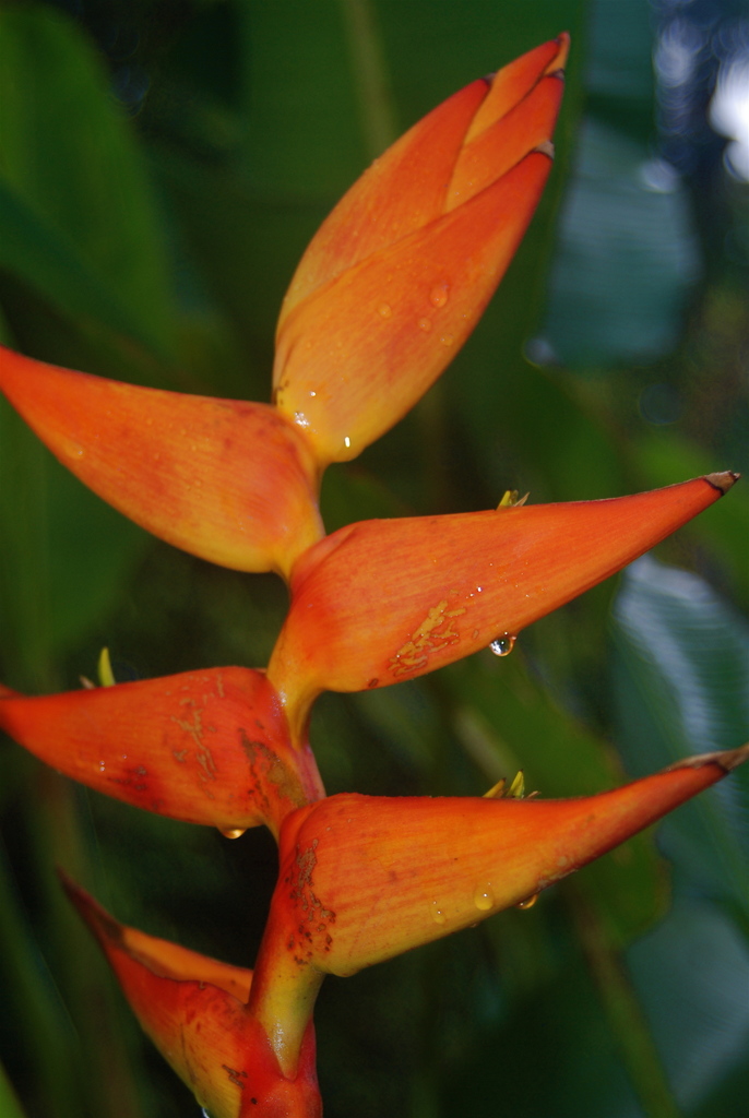 Heliconia imbricata × latispatha