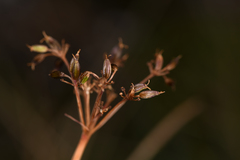 Ottoa oenanthoides