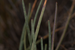 Ottoa oenanthoides