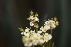 Ottoa oenanthoides