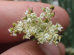 Ottoa oenanthoides