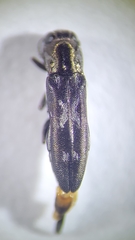 Agrilus parabductus