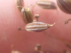 Ottoa oenanthoides