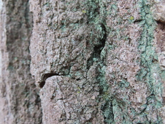 Lepraria hodkinsoniana