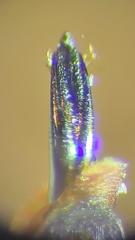 Agrilus parabductus