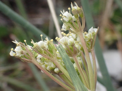 Ottoa oenanthoides