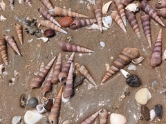 Turritellinella tricarinata