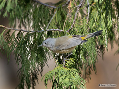 Leiothlypis crissalis