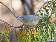 Leiothlypis crissalis