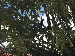 Lonchura atricapilla