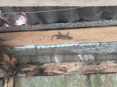 Hemidactylus platyurus