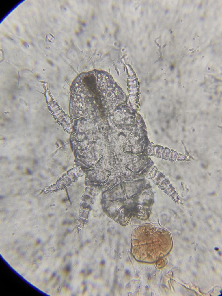 Cheyletiellidae