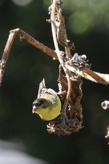 Spinus psaltria