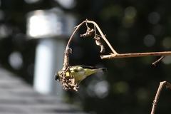 Spinus psaltria