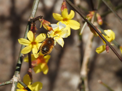 Anthophora villosula