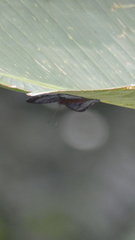 Hypophylla argenissa