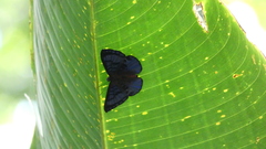 Hypophylla argenissa