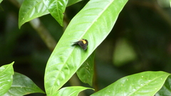 Pirascca tyriotes