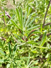 Dasineura lupinorum