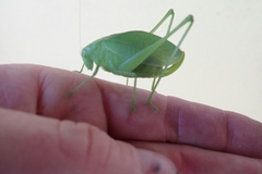 Amblycorypha parvipennis