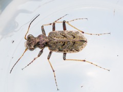 Neocicindela
