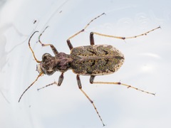 Neocicindela