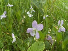 Viola nemoralis