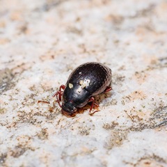 Cerodolus chrysomeloides