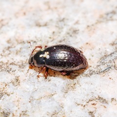Cerodolus chrysomeloides