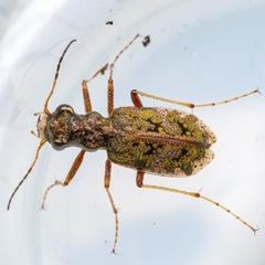 Neocicindela