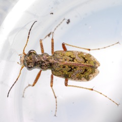 Neocicindela