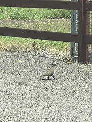 Geophaps smithii smithii