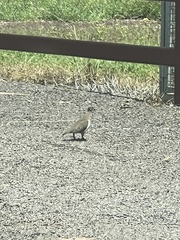 Geophaps smithii smithii