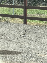 Geophaps smithii smithii