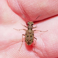 Neocicindela