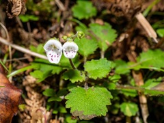 Jovellana