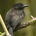 Black-hooded Antshrike - Photo (c) Len Blumin, some rights reserved (CC BY-NC-ND)