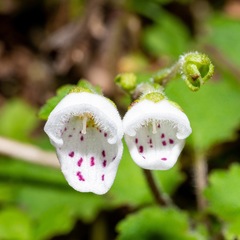 Jovellana
