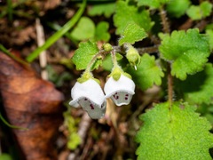 Jovellana