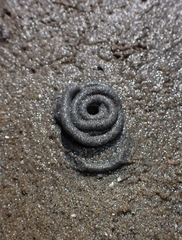 Abarenicola pacifica