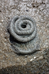 Abarenicola pacifica