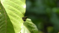 Lamprospilus coelicolor