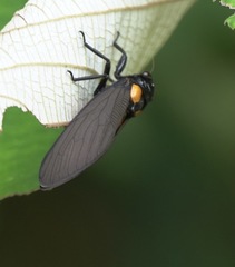 Huechys fusca