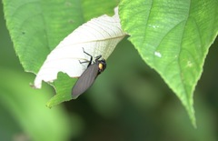 Huechys fusca