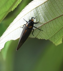 Huechys fusca