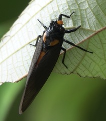 Huechys fusca