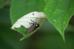 Huechys fusca